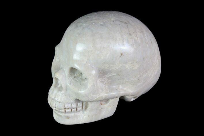 Realistic, Polished Fossil Coral Skull #116573